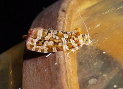 Olethreutes monetiferanum