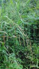 Sorghum arundinaceum