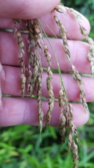 Sorghum arundinaceum