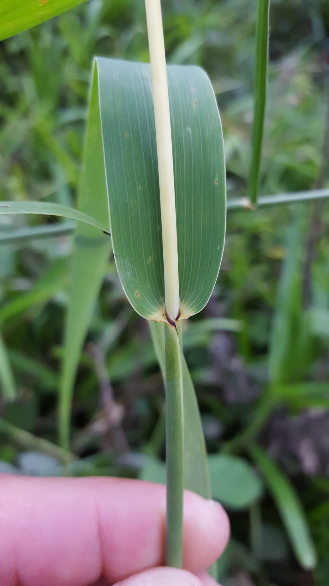 (c) François Rousseu, certains droits réservés (CC BY-NC) https://www.inaturalist.org/observations/83477125