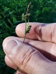 Carex globularis