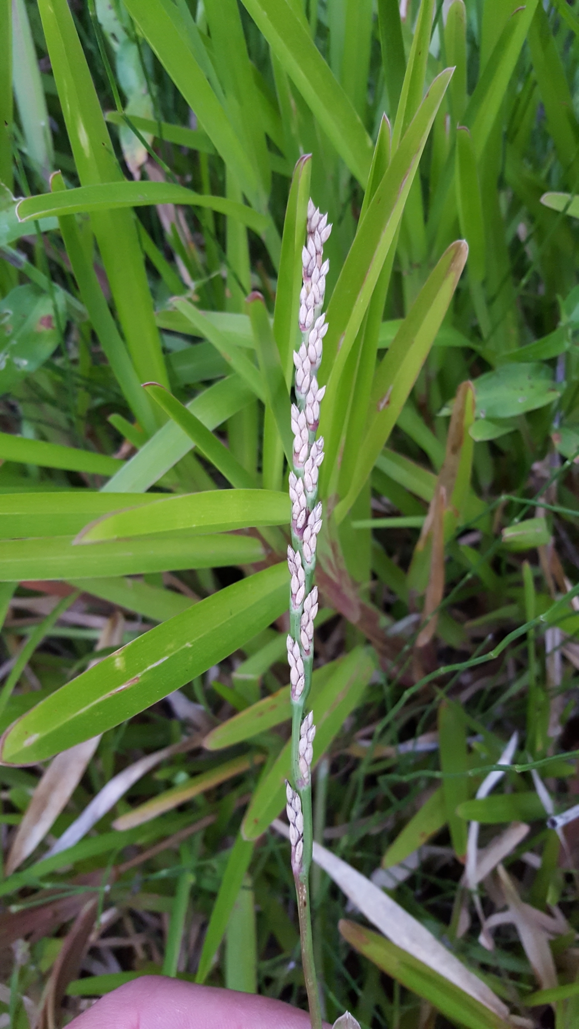 (c) François Rousseu, certains droits réservés (CC BY-NC) https://www.inaturalist.org/observations/83477145