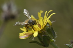 Apis mellifera