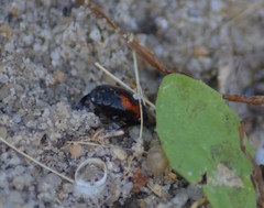 Hister quadrimaculatus