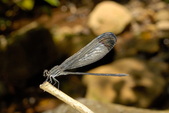 Polythoridae