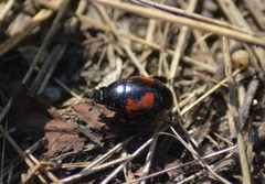 Hister quadrimaculatus