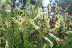 Riocreuxia polyantha