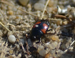 Hister quadrimaculatus