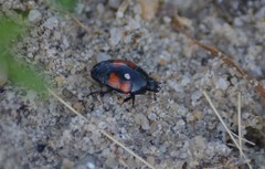 Hister quadrimaculatus