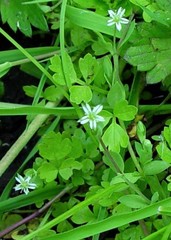 Stellaria alsine