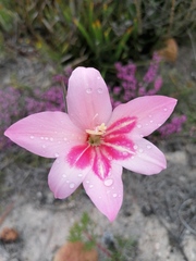 Gladiolus carmineus