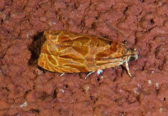 Olethreutes nitidana