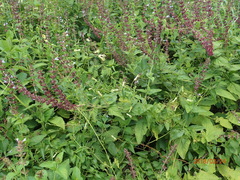 Riocreuxia polyantha