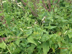 Riocreuxia polyantha