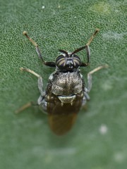 Cyphomyia erecta