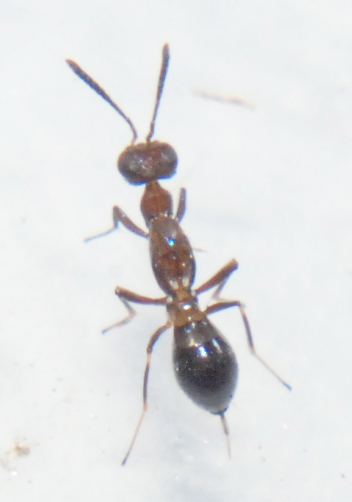 Eupelmus epicaste