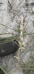 Tridens albescens