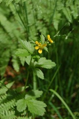 Geum aleppicum