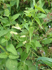 Riocreuxia polyantha