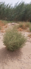 Caroxylon imbricatum