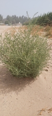 Caroxylon imbricatum