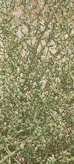 Caroxylon imbricatum