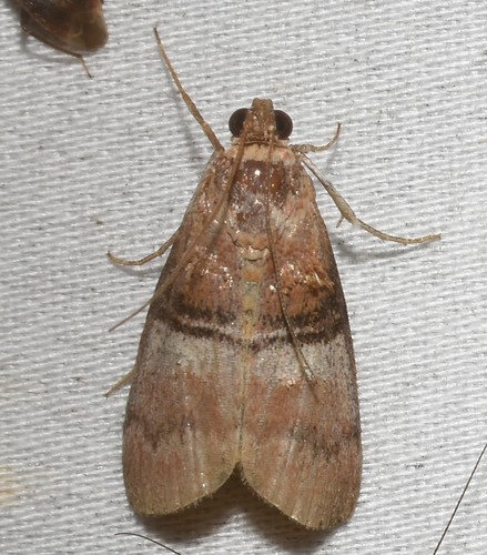 Sycamore Webworm Moth