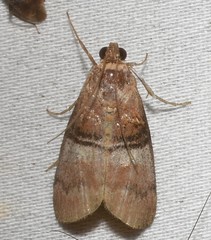 Pococera militella