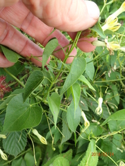 Riocreuxia polyantha