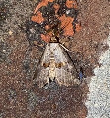 Hyperstrotia flaviguttata