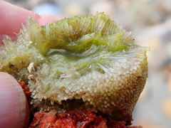 Codium mamillosum