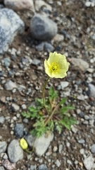 Papaver lapponicum