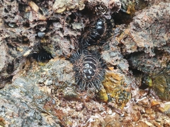 Acanthopleura spinosa