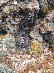 Acanthopleura spinosa