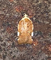 Acleris cervinana
