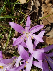 Colchicum bulbocodium