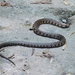 Tiger Keelback - Photo (c) rachelandjun, some rights reserved (CC BY), uploaded by rachelandjun