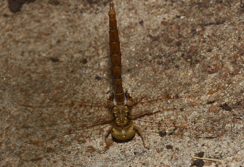 Smoky Shadowdragon photographed in Missouri