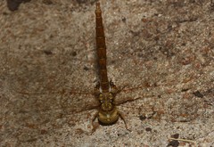 Neurocordulia molesta