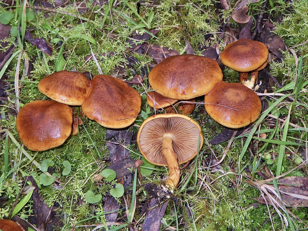 Cortinarius abnormis