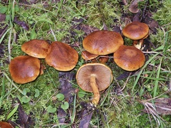 Cortinarius abnormis