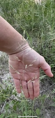 Eragrostis secundiflora