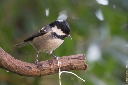 Carbonero garrapinos (Periparus ater)