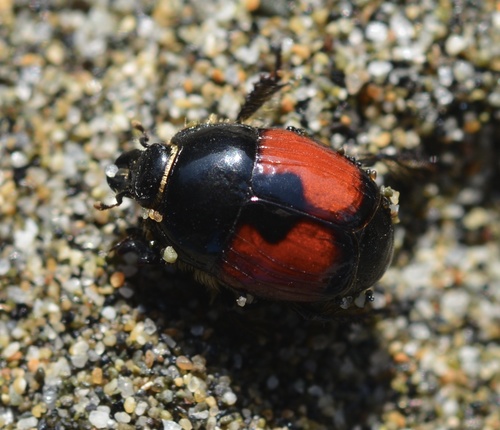 Spilodiscus sellatus