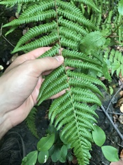 Amauropelta argentina