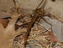 Neurocordulia molesta