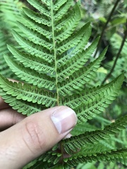 Amauropelta argentina