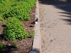 Haematopus ostralegus