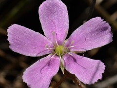 Drosera serpens