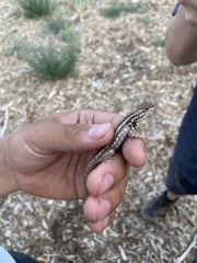 Sceloporus graciosus
